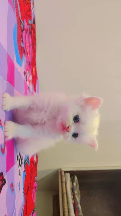 persein kitten