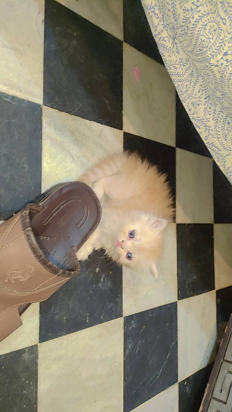 persein kitten 1
