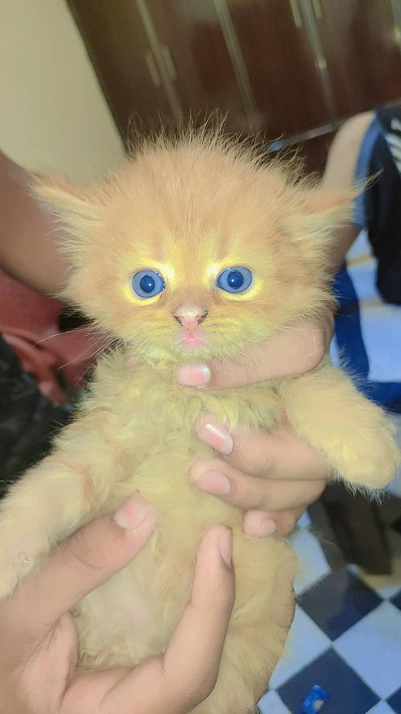 persein kitten 2