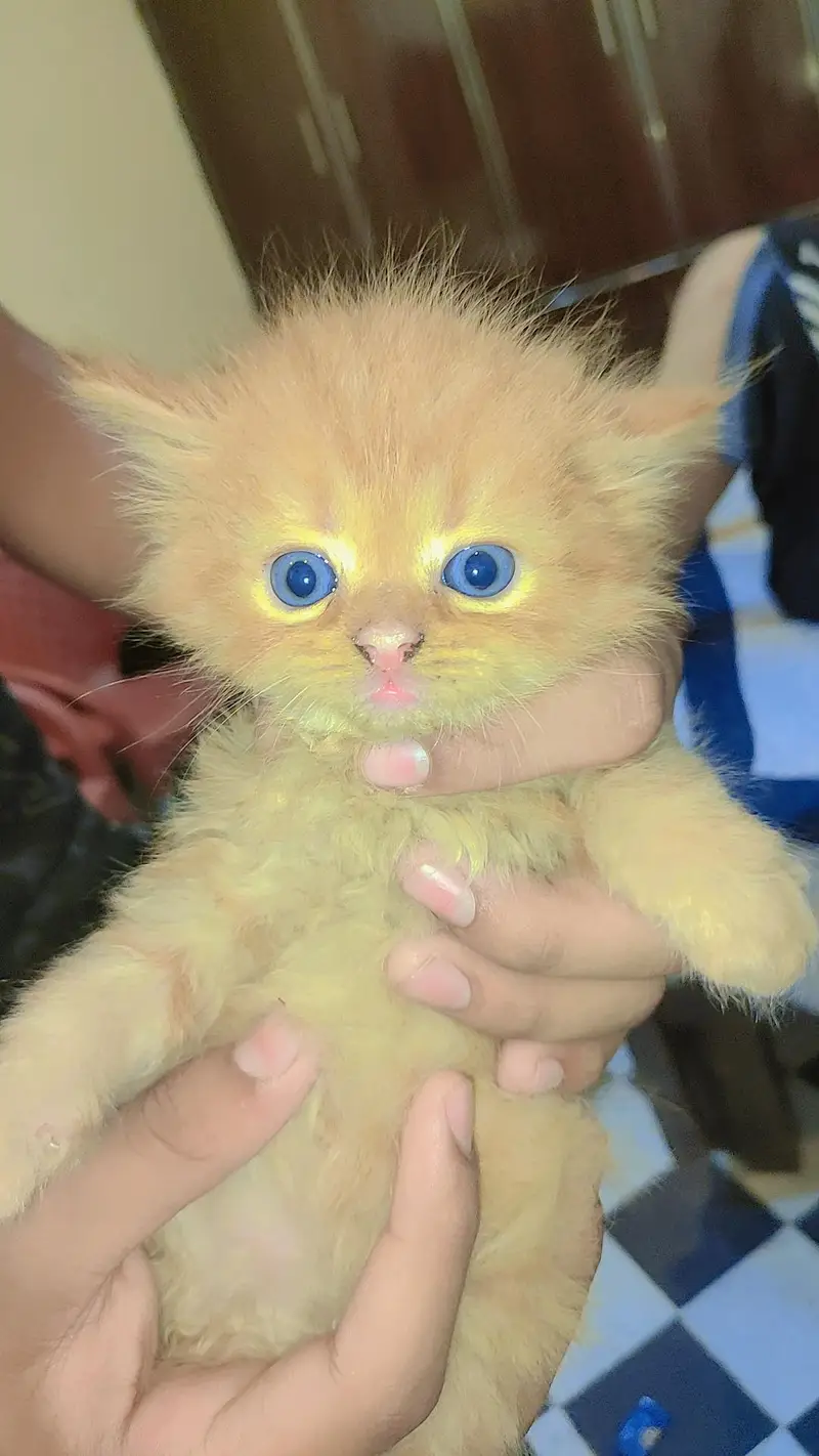 persein kitten — photo 3