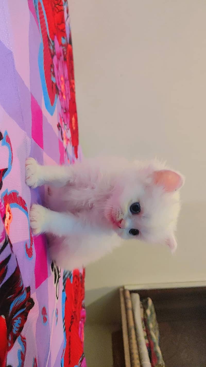 persein kitten 3