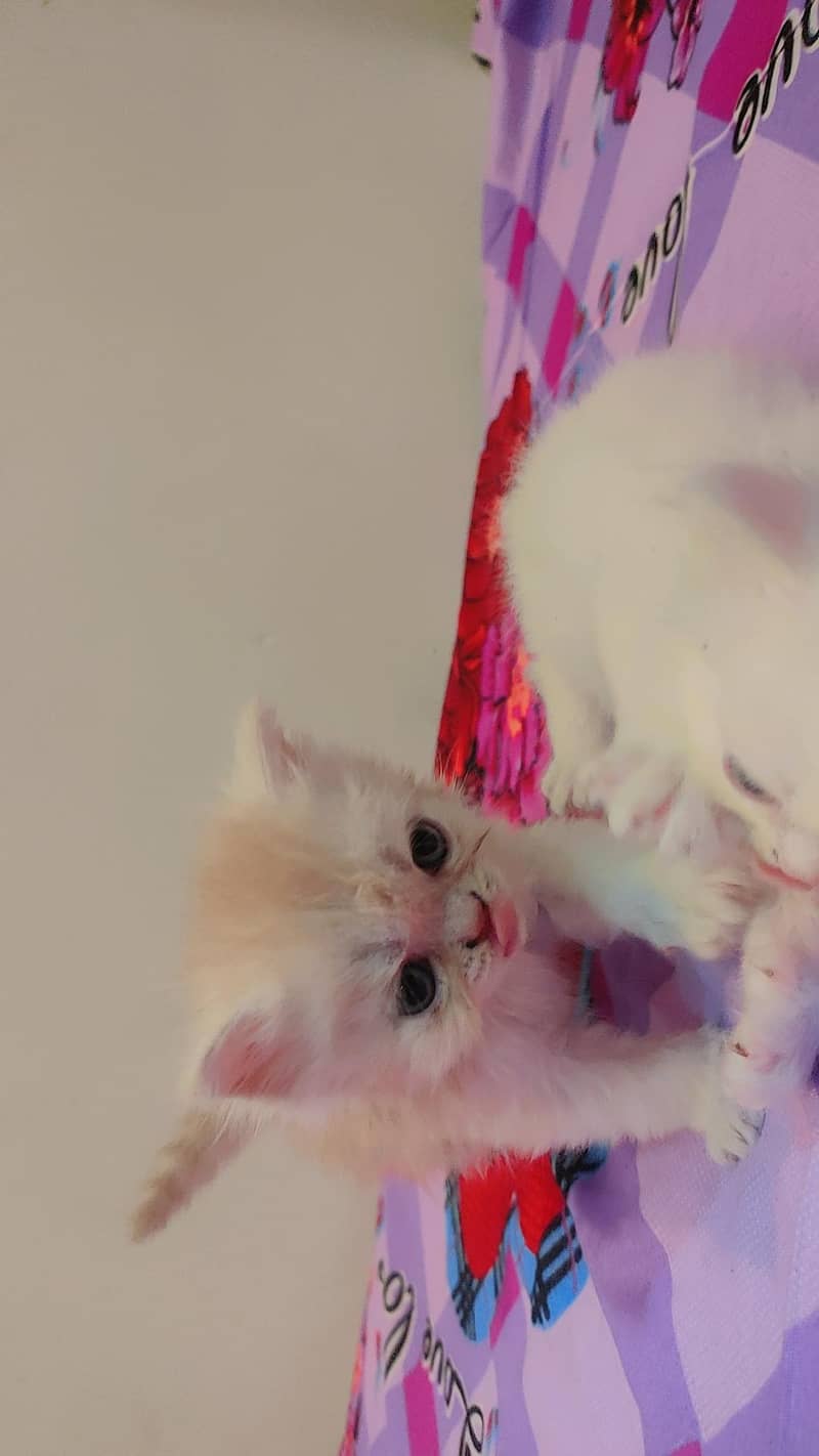 persein kitten 4