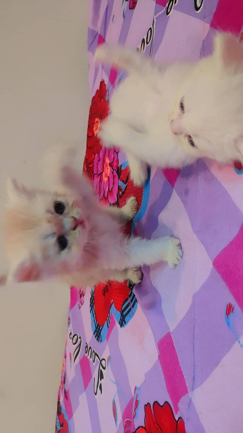 persein kitten 5