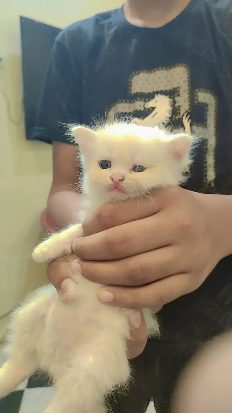 persein kitten — photo 7