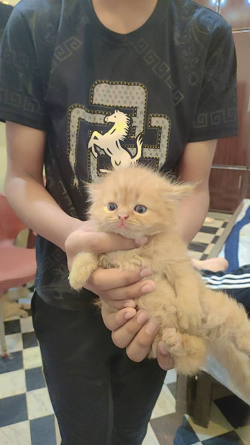 persein kitten 7