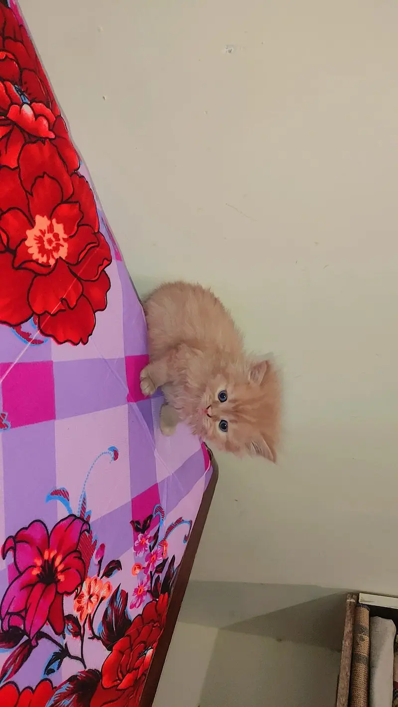 persein kitten — photo 9
