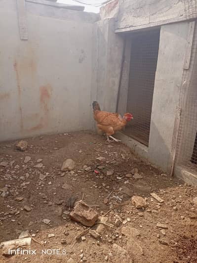 Desi Murgi/Ganji Murgi/Eggs Lying Murgi