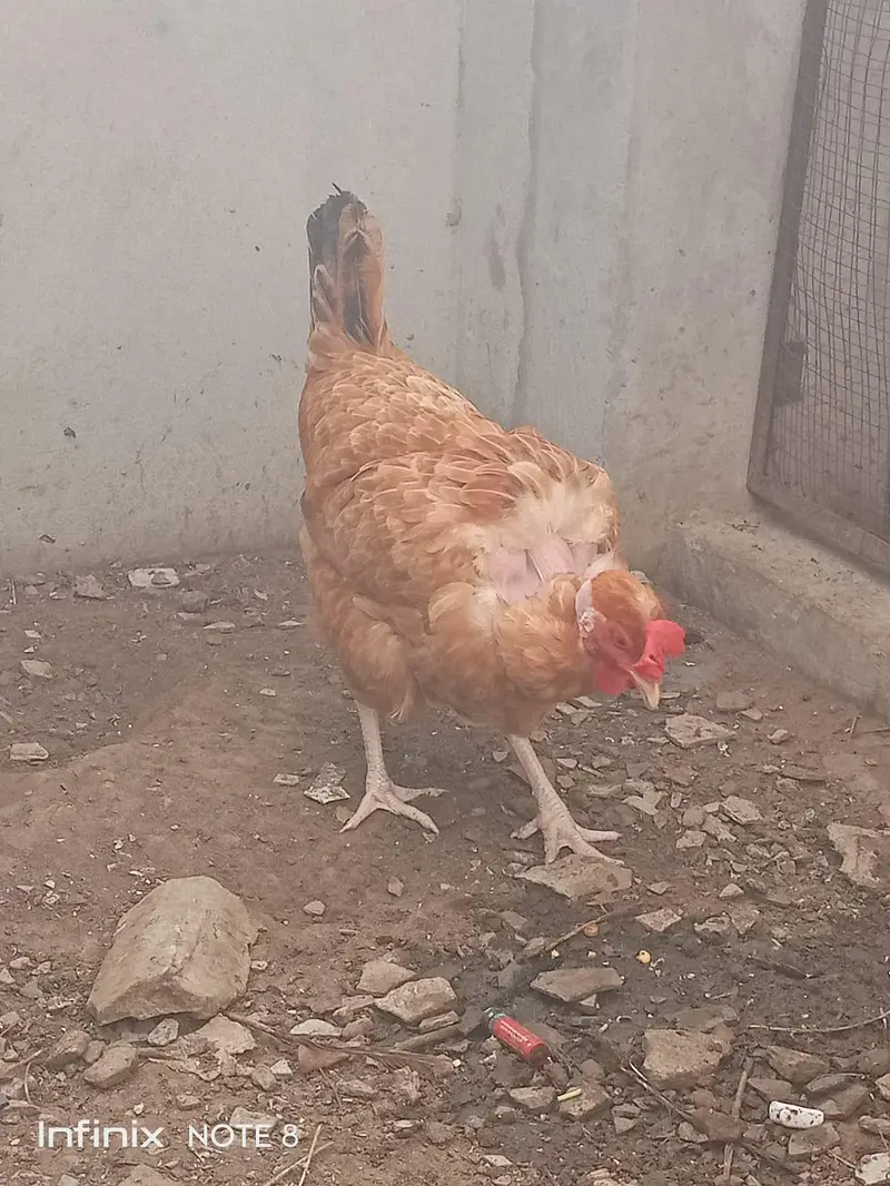 Desi Murgi/Ganji Murgi/Eggs Lying Murgi — photo 3