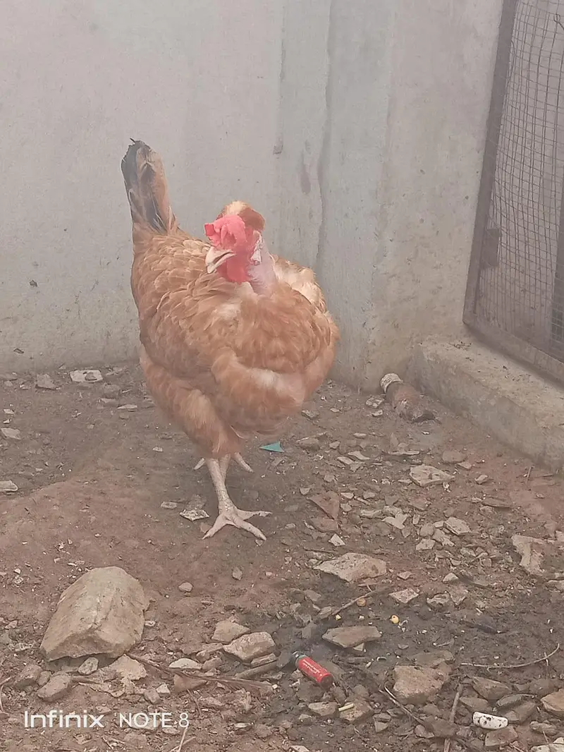 Desi Murgi/Ganji Murgi/Eggs Lying Murgi — photo 4