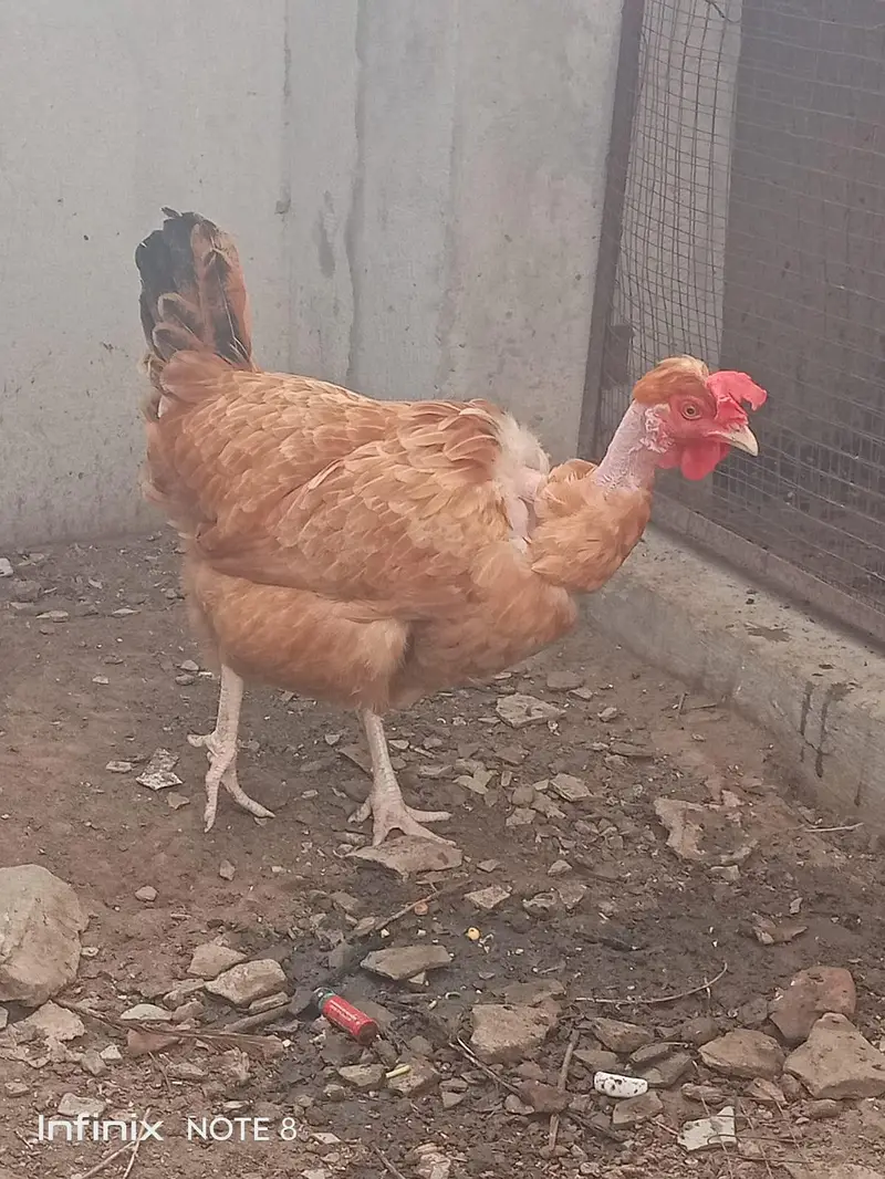 Desi Murgi/Ganji Murgi/Eggs Lying Murgi — photo 5
