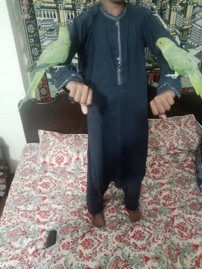 Raw parrot pair