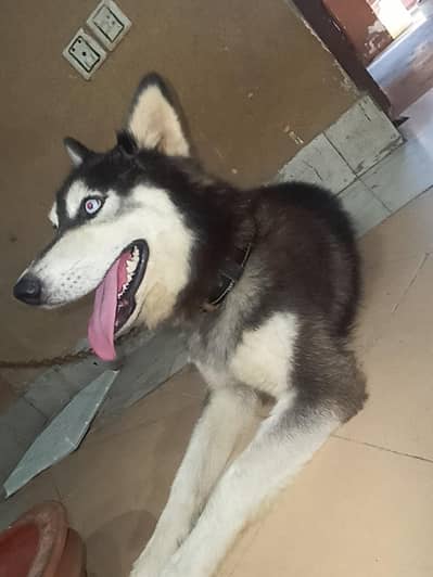 1 year old pure male husky dog