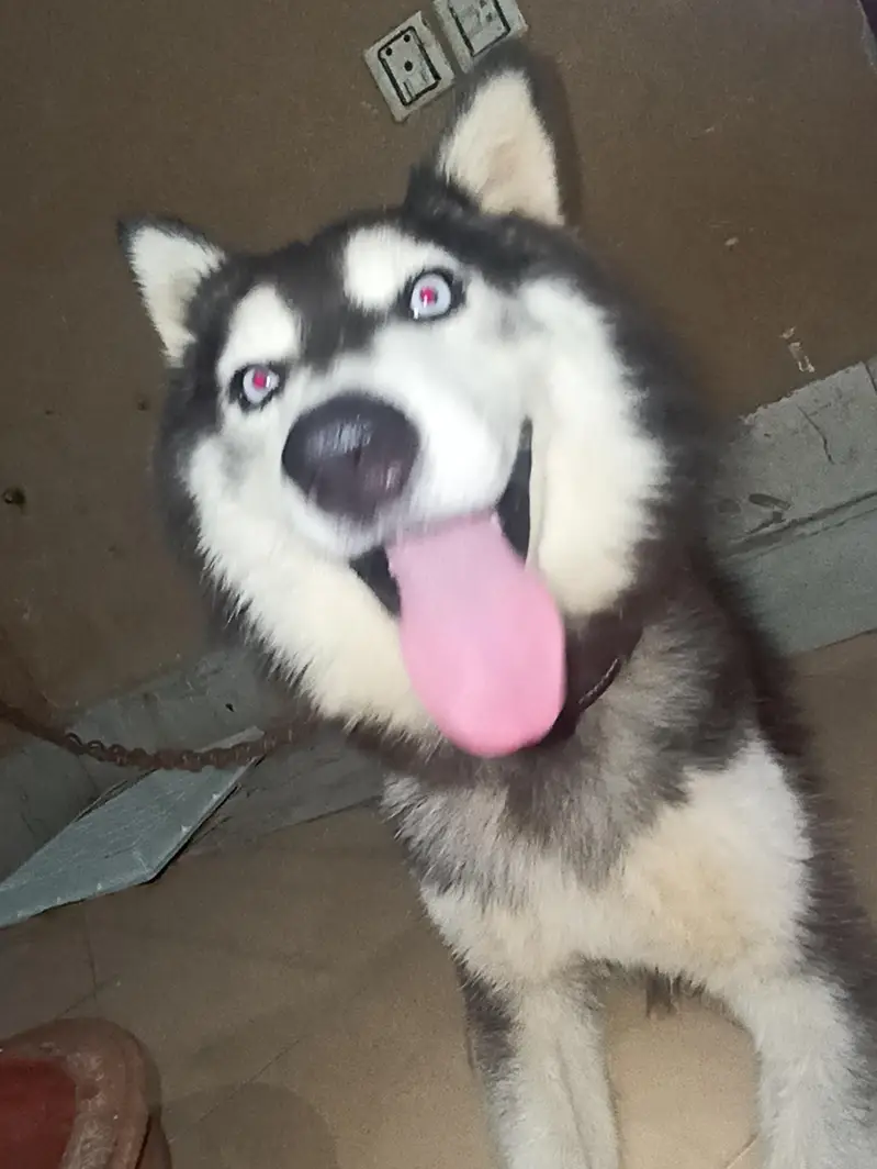 1 year old pure male husky dog — photo 2