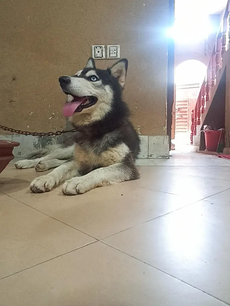 1 year old pure male husky dog — photo 3