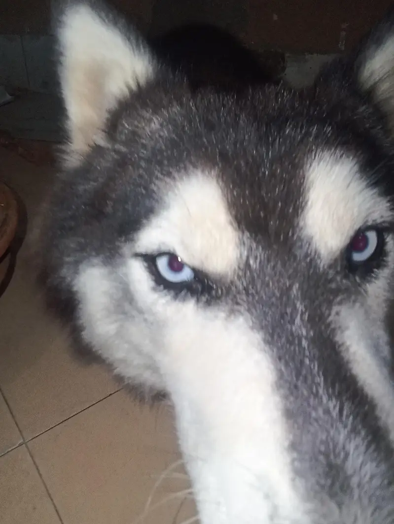 1 year old pure male husky dog — photo 4