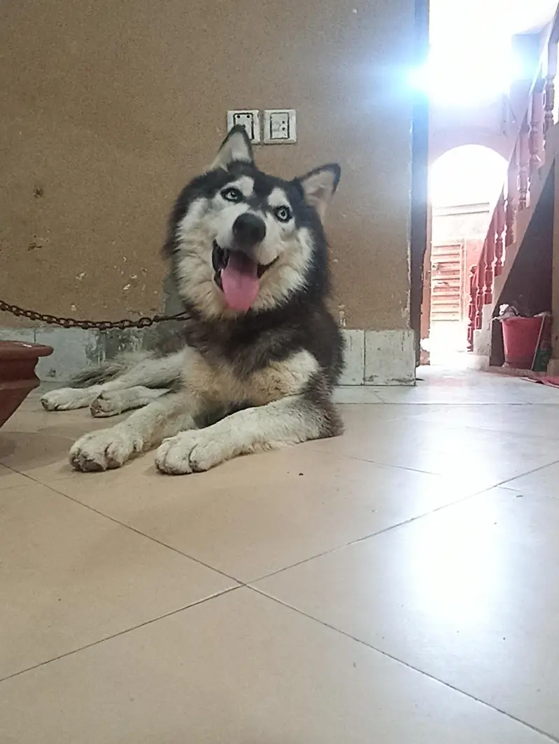 1 year old pure male husky dog — photo 5