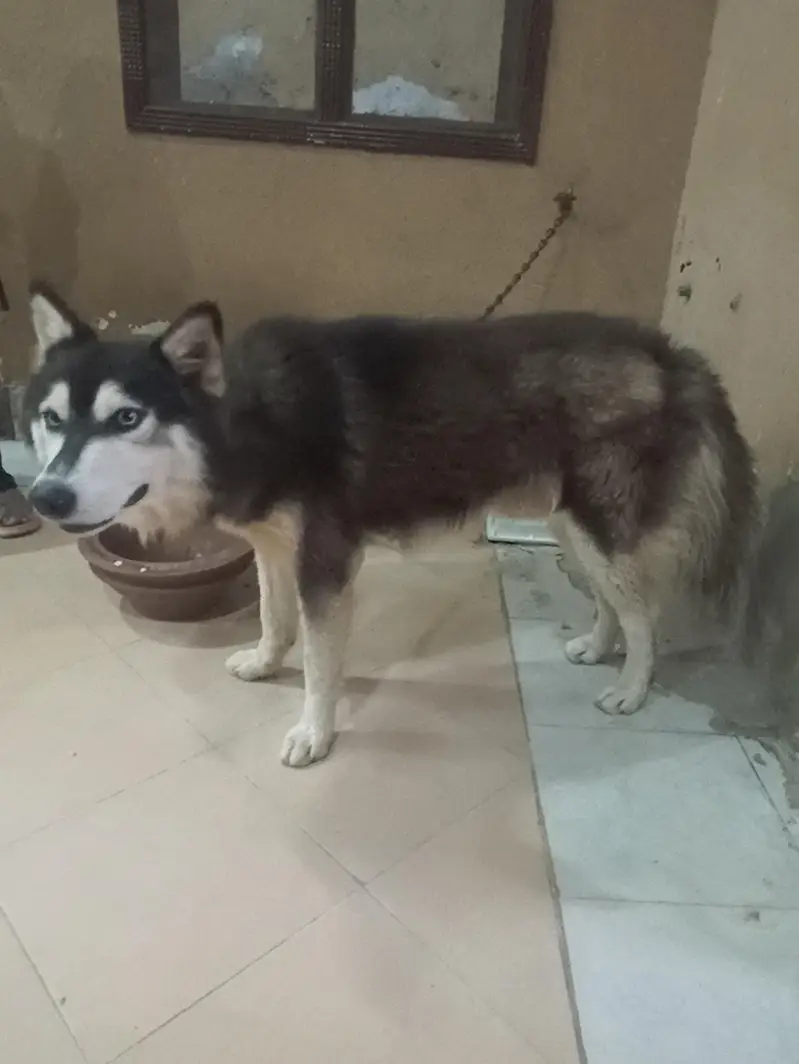 1 year old pure male husky dog — photo 6