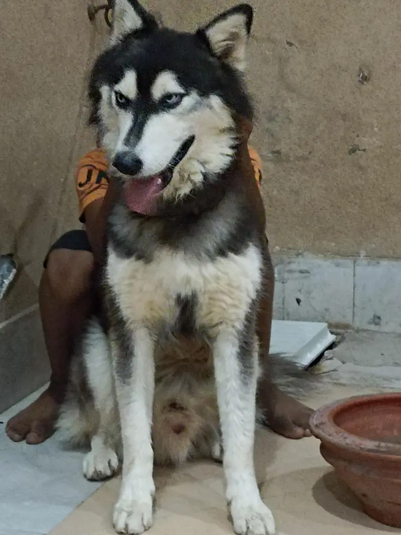 1 year old pure male husky dog — photo 7
