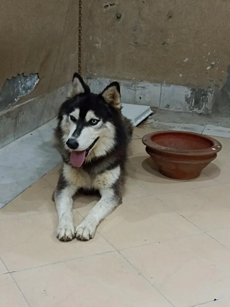 1 year old pure male husky dog — photo 8