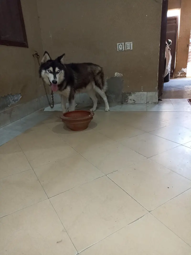 1 year old pure male husky dog — photo 9