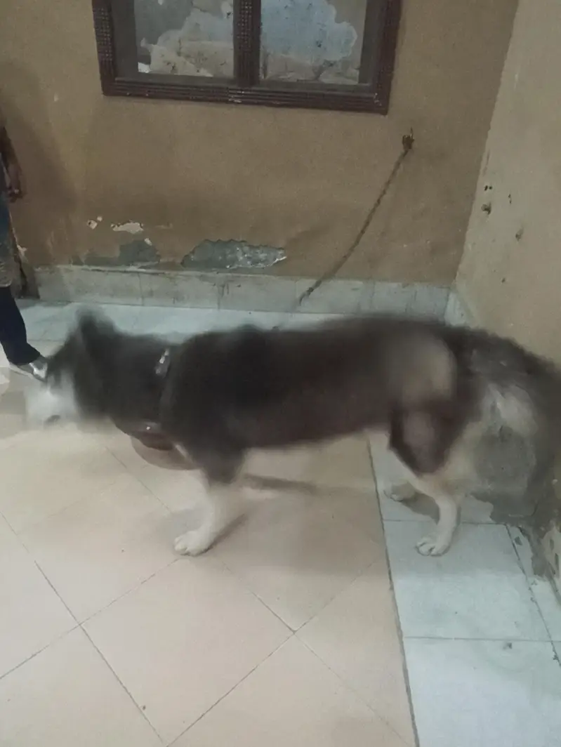 1 year old pure male husky dog — photo 10