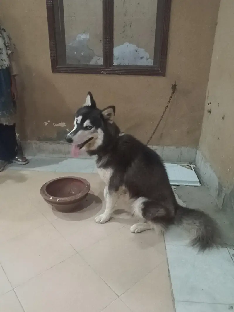 1 year old pure male husky dog — photo 11