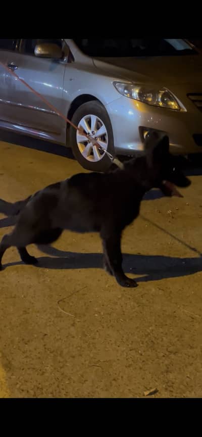 BLACK GERMAN SHEPHERD