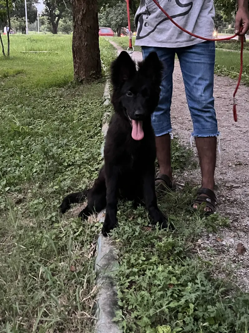 BLACK GERMAN SHEPHERD — photo 2