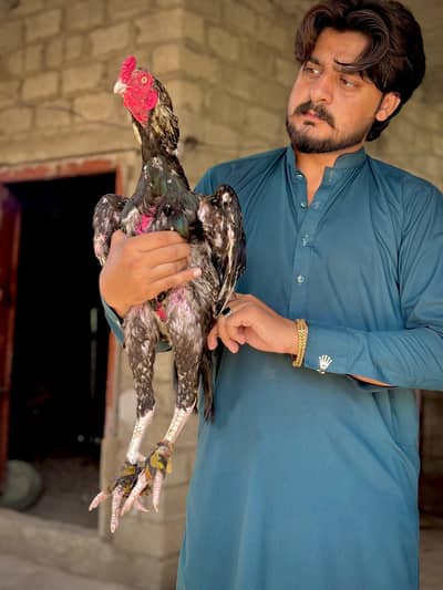 Aseel pair