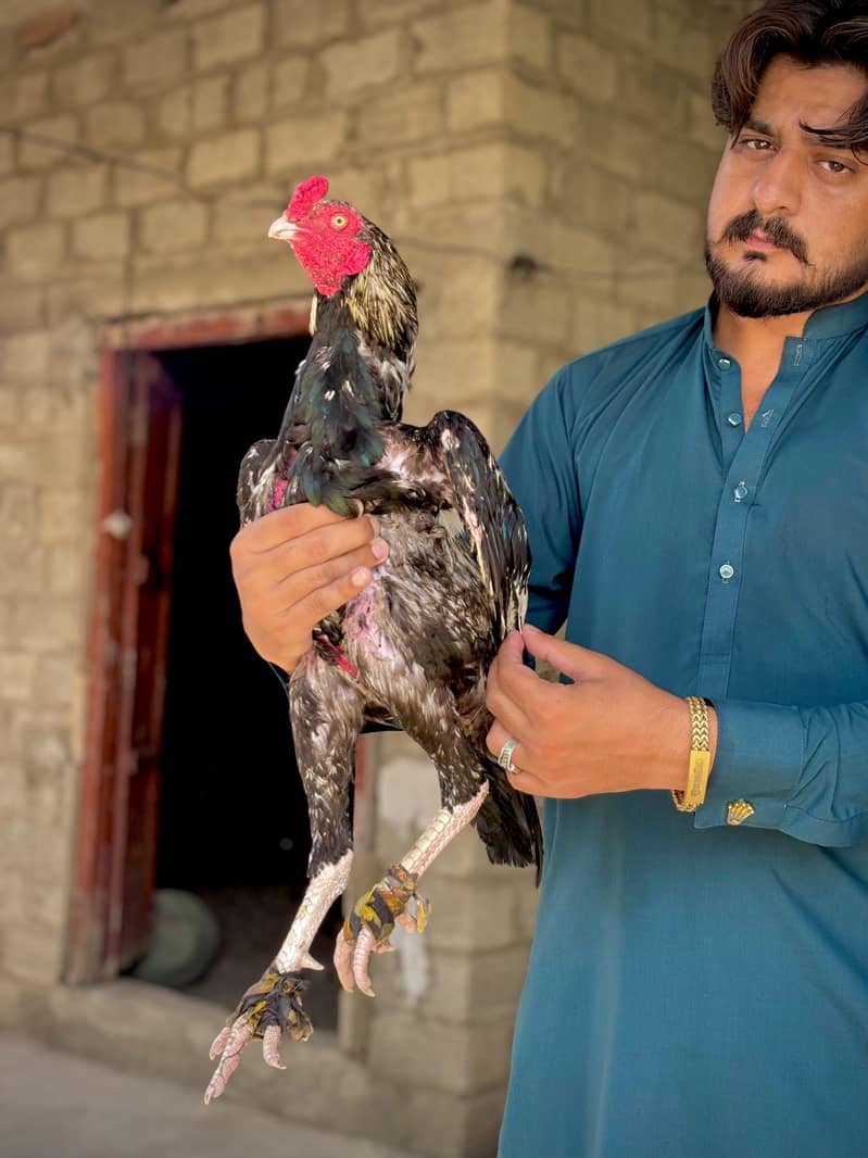 Aseel pair 2