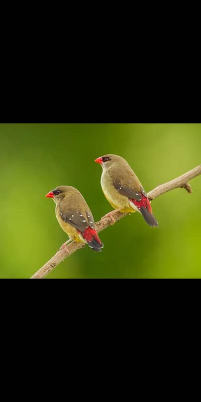 Beautiful Finch Pair