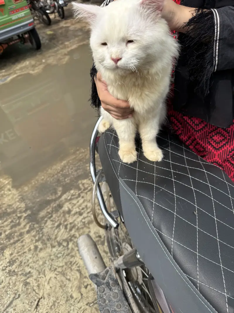 White Persian Cat for Sale – Lahore — photo 2