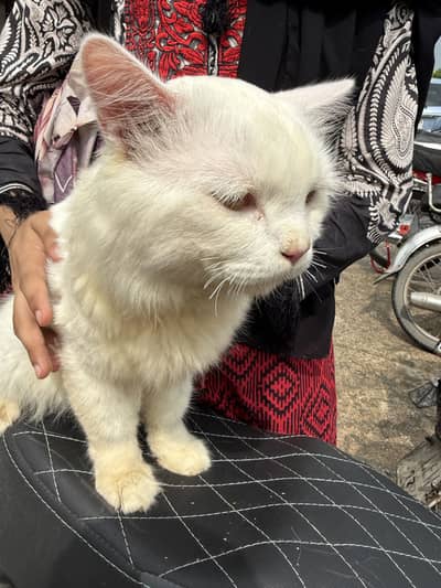 White Persian Cat for Sale – Lahore