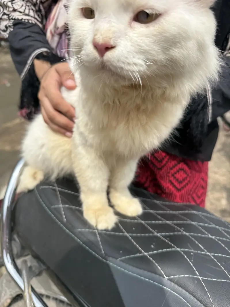 White Persian Cat for Sale – Lahore — photo 3