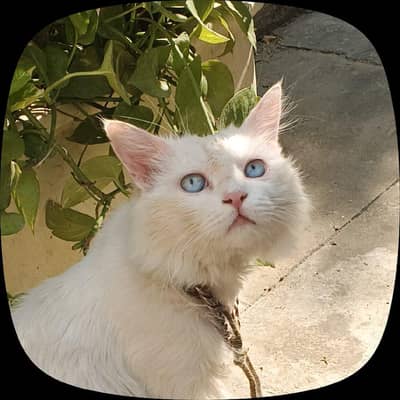 Beautiful Pure Persian Cat (Male]