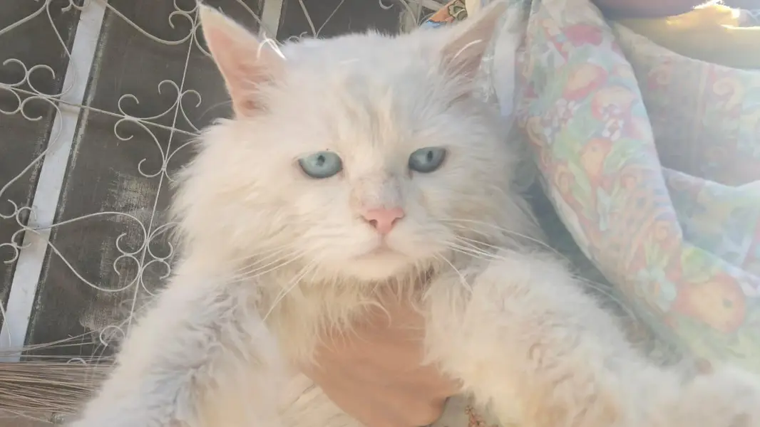 Beautiful Pure Persian Cat (Male] — photo 2