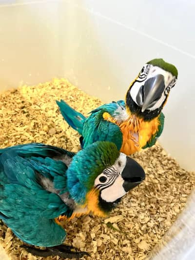 blue macaw parrot chips for sale 0370/7908/891