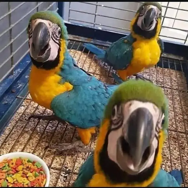blue macaw parrot chips for sale 0370/7908/891 — photo 3