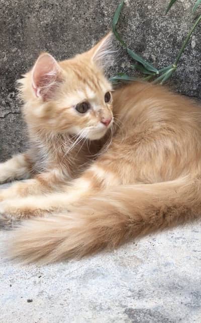 4 months persion kitten for sale