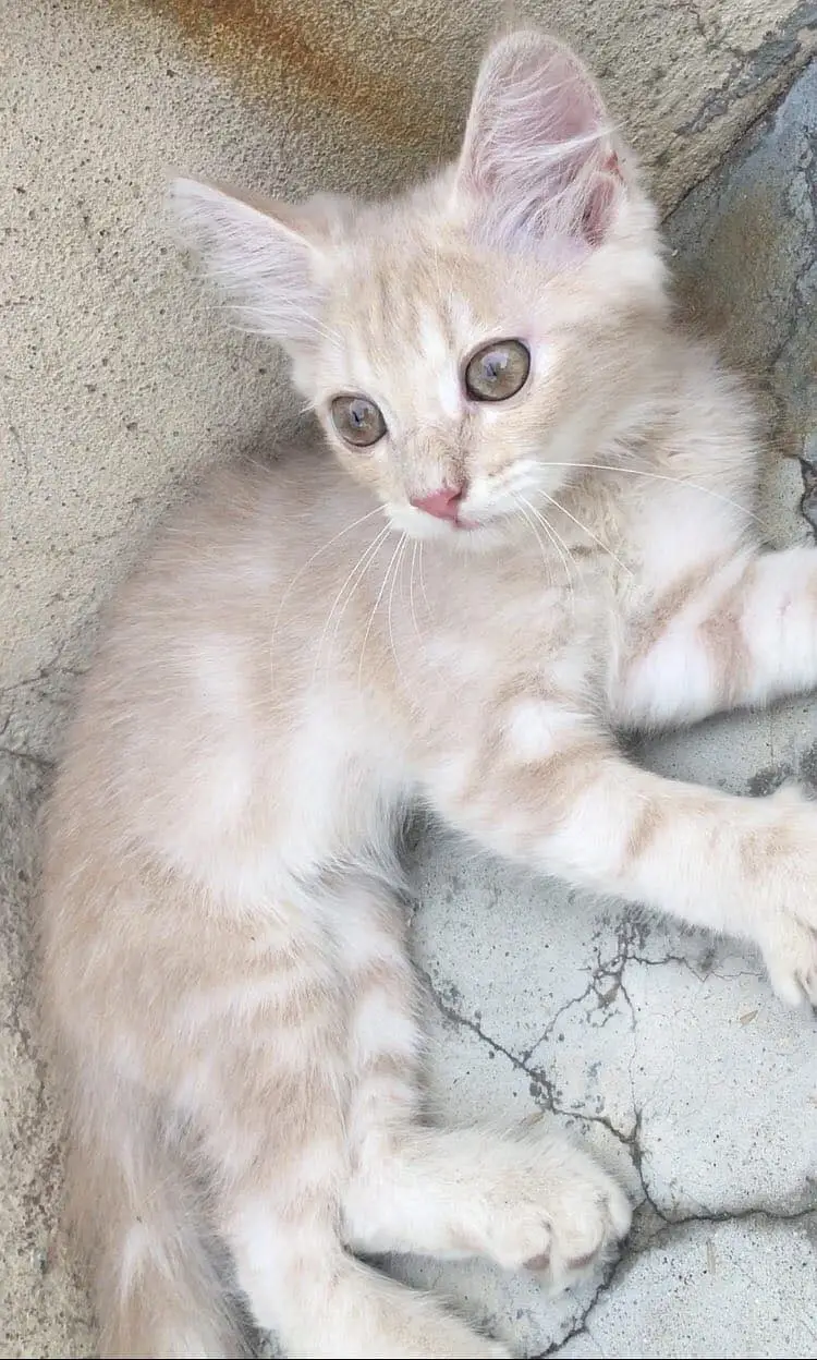4 months persion kitten for sale — photo 2