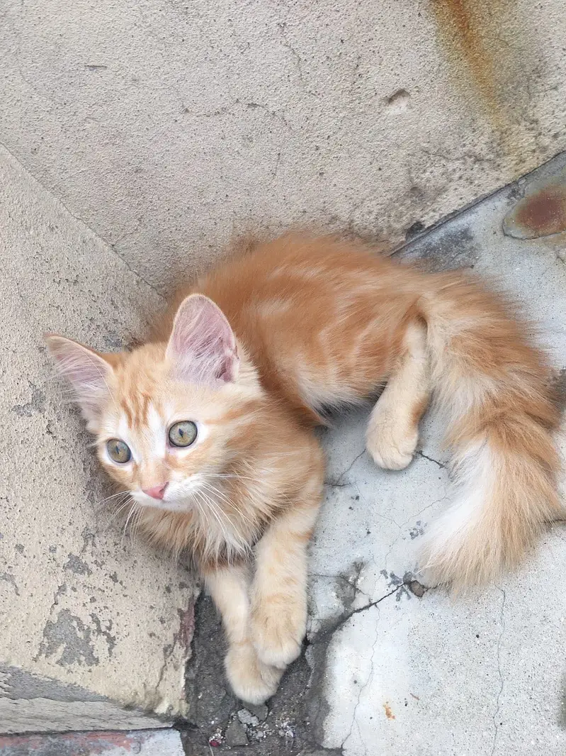 4 months persion kitten for sale — photo 3