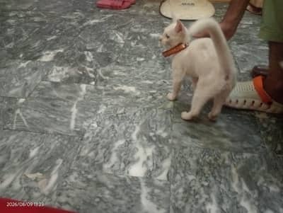 Persian cat