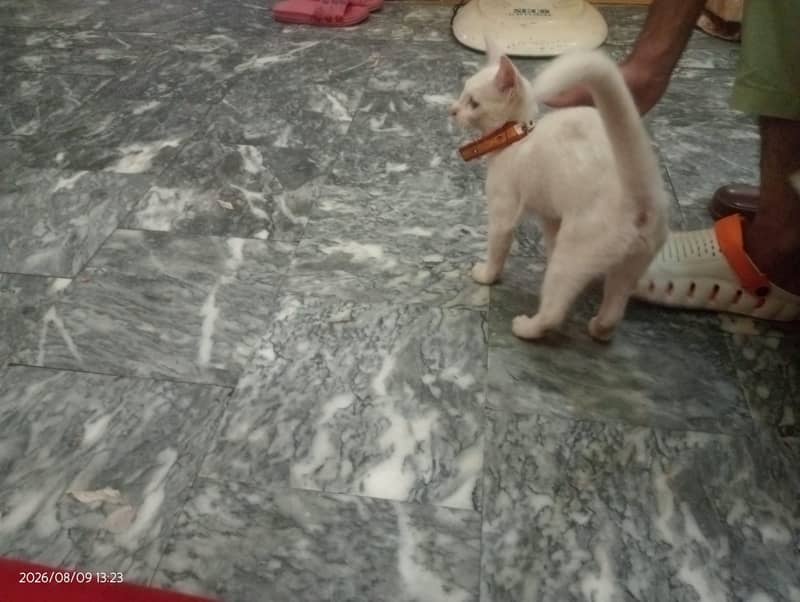 Persian cat 0