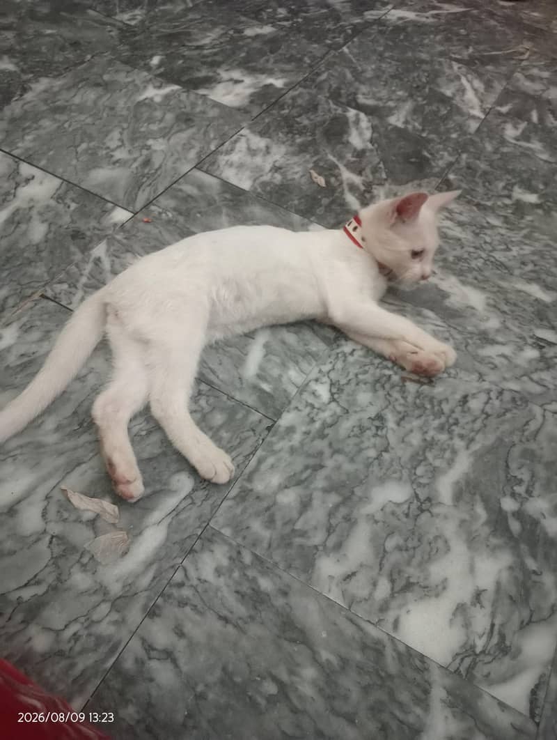 Persian cat 1