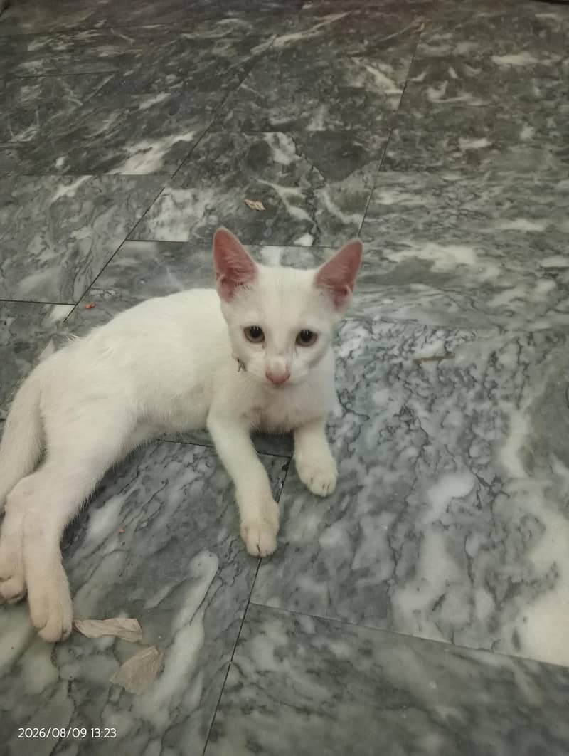 Persian cat 2
