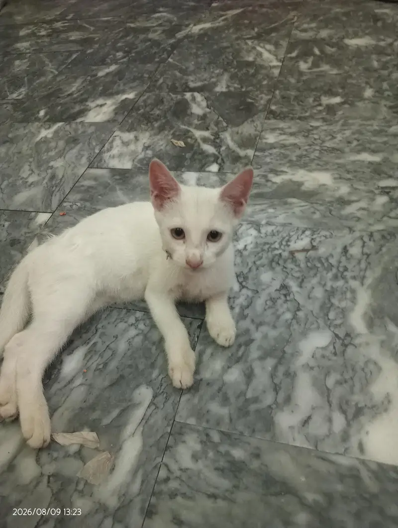 Persian cat — photo 3