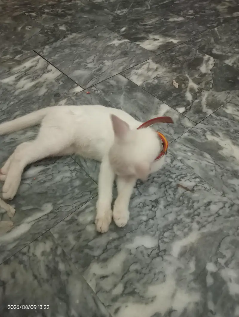 Persian cat — photo 4