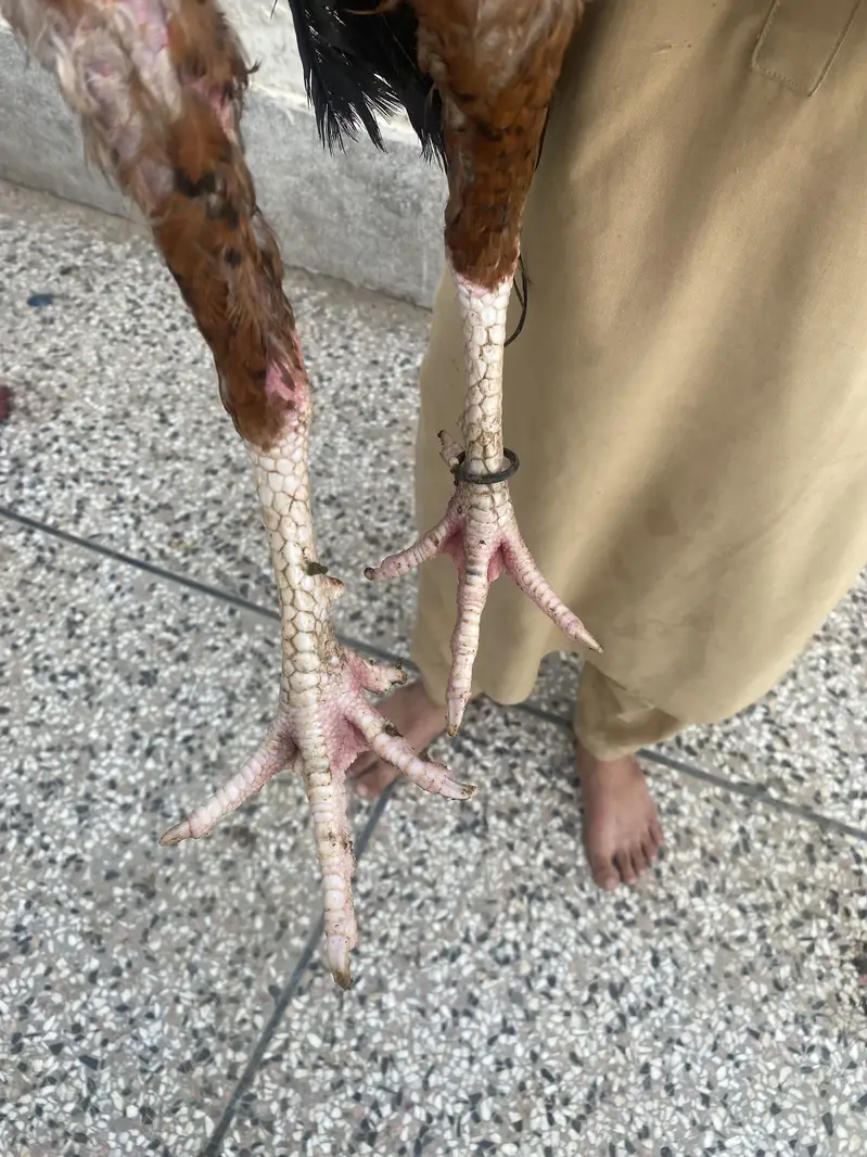 ASEEL TRIO SET URGENT FOR SALE — photo 3
