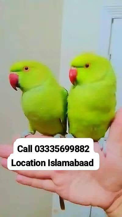 Single 5,500 Hand Tamed Friendly Green Ring Neck Male/Female Parrot's