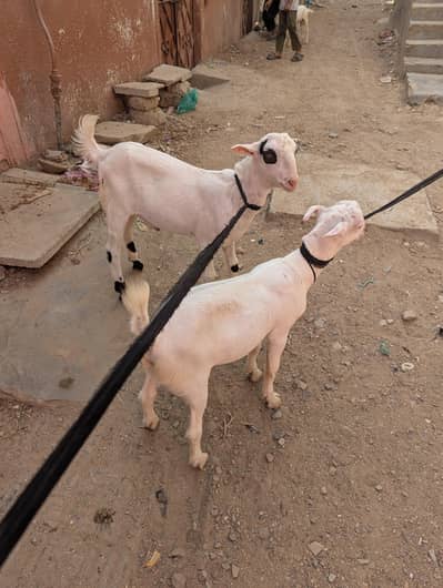 Gulabi Teddy Male